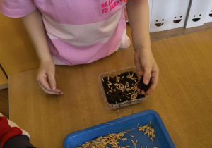 Dziewczynka sadzi nasiona