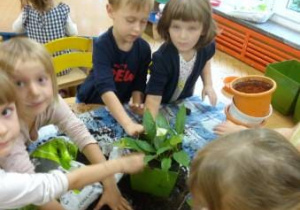Dzieci przesadzają roślinę.