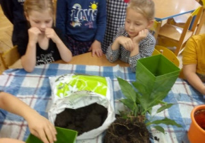 Dzieci poznają właściwości sensoryczne gleby.